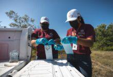 Photo of Yucatán refuerza vigilancia sanitaria; reportan 19 nuevos casos de gusano barrenador