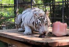 Photo of Mérida fortalece la conservación de fauna con el traslado de tigresa a Animaya