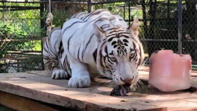 Photo of Mérida fortalece la conservación de fauna con el traslado de tigresa a Animaya