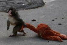Photo of Punch, el mono viral, ya tiene amigo y sigue inseparable de su peluche