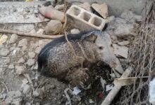 Photo of Rescatan más de 100 animales en Mérida por tráfico ilegal