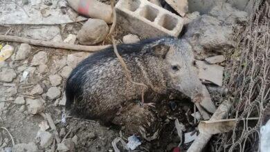 Photo of Rescatan más de 100 animales en Mérida por tráfico ilegal