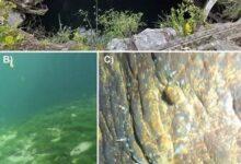 Photo of Descubren esponja “oculta” en cenotes de Yucatán tras décadas sin registro