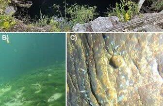 Photo of Descubren esponja “oculta” en cenotes de Yucatán tras décadas sin registro