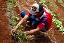 Photo of Programa de huertos de traspatio fortalece la economía de familias rurales en Yucatán