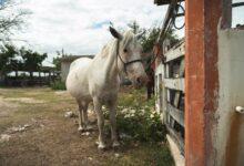 Photo of Detectan 16 nuevos casos de gusano barrenador en Yucatán