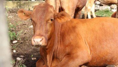 Photo of Refuerzan vigilancia y atención contra el gusano barrenador para proteger el ganado en Yucatán