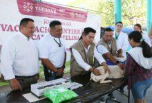 Photo of Inicia en Yucatán la campaña de vacunación antirrábica gratuita para perros y gatos