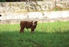 Photo of Yucatán refuerza combate al gusano barrenador y mantiene atención gratuita a animales afectados