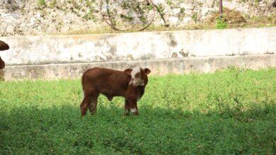 Photo of Yucatán refuerza combate al gusano barrenador y mantiene atención gratuita a animales afectados
