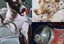 Photo of Laika, la primera en orbitar la Tierra