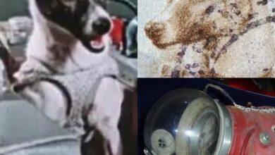Photo of Laika, la primera en orbitar la Tierra