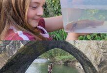 Photo of AJOLOTE MEXICANO APARECE EN REINO UNIDO