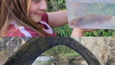 Photo of AJOLOTE MEXICANO APARECE EN REINO UNIDO