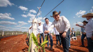 Photo of Pitahaya en Yucatán: Ticul alberga la plantación más grande de México