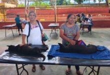 Photo of Yucatán impulsa jornadas de esterilización y vacunación para el cuidado de perros y gatos