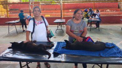 Photo of Yucatán impulsa jornadas de esterilización y vacunación para el cuidado de perros y gatos