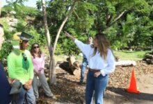 Photo of Mérida avanza con su primer Corredor Verde en Ciudad Caucel: proyecto sustentable y ciudadano