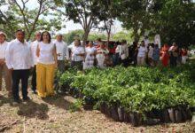 Photo of Yucatán arranca reforestación escolar con entrega de 100 mil árboles al año