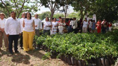 Photo of Yucatán arranca reforestación escolar con entrega de 100 mil árboles al año