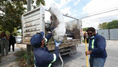 Photo of Ayuntamiento de Mérida anuncia suspensión parcial de servicios por Día del Empleado Municipal