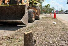 Photo of Mérida: vecinos frenan tala ilegal de árboles en Cholul