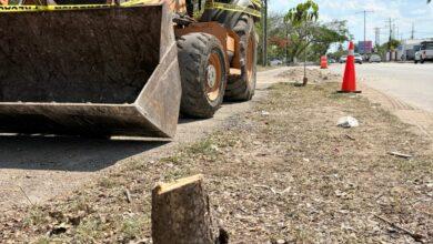 Photo of Mérida: vecinos frenan tala ilegal de árboles en Cholul