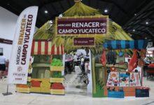 Photo of Mercado Renacer reúne a 250 productores en Expo Campo Yucatán 2026