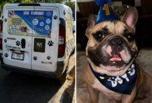 Photo of Indignación en Mérida: denuncian negligencia veterinaria tras muerte de mascota