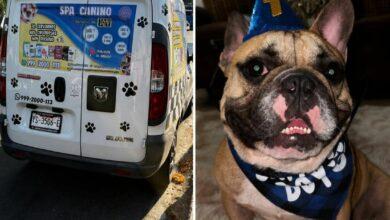 Photo of Indignación en Mérida: denuncian negligencia veterinaria tras muerte de mascota