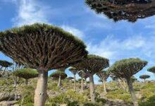 Photo of Socotra, la isla “de otro planeta” donde crece un árbol único en el mundo