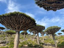 Photo of Socotra, la isla “de otro planeta” donde crece un árbol único en el mundo