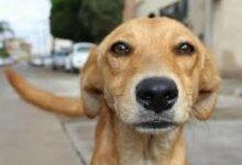 Photo of “Perrito caramelo” ya es reconocido como raza mexicana