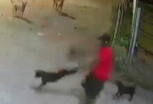 Photo of Hombre usa a un perro como “arma giratoria” para escapar de una jauría en Paraguay