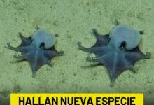 Photo of Descubren nueva especie de pulpo en las profundidades del océano
