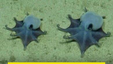 Photo of Descubren nueva especie de pulpo en las profundidades del océano