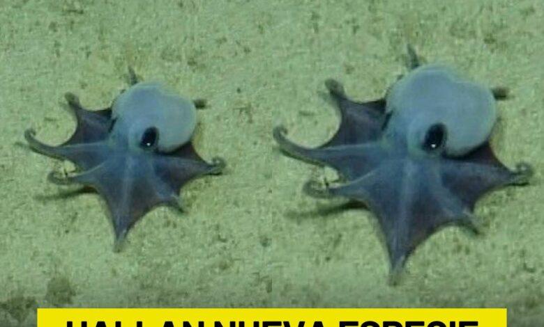 Photo of Descubren nueva especie de pulpo en las profundidades del océano