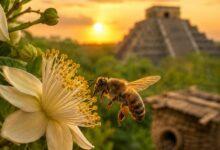 Photo of Yucatán honra a las abejas: protegerlas es cuidar la vida y la herencia maya