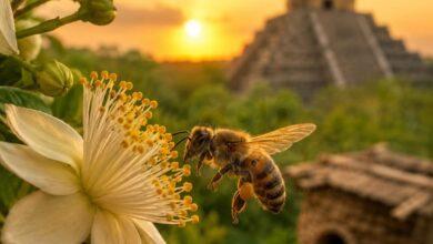 Photo of Yucatán honra a las abejas: protegerlas es cuidar la vida y la herencia maya