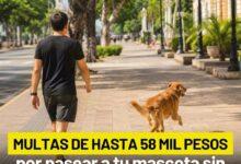 Photo of Multas por pasear perros sin correa en Mérida podrían llegar hasta los 58 mil pesos