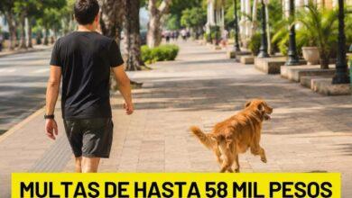 Photo of Multas por pasear perros sin correa en Mérida podrían llegar hasta los 58 mil pesos