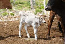 Photo of Programa ganadero en Yucatán logra primeros nacimientos por inseminación artificial