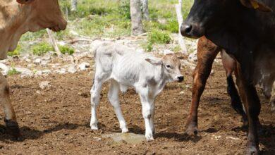 Photo of Programa ganadero en Yucatán logra primeros nacimientos por inseminación artificial