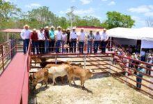 Photo of Gobierno de Yucatán impulsa la ganadería en San Felipe con apoyos por sequía
