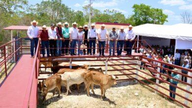 Photo of Gobierno de Yucatán impulsa la ganadería en San Felipe con apoyos por sequía