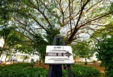 Photo of Mérida blinda sus árboles históricos: ya son 174 Patrimonios Verdes