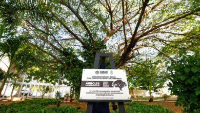 Photo of Mérida blinda sus árboles históricos: ya son 174 Patrimonios Verdes