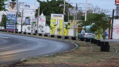 Photo of Circuito Colonias se pinta de verde: siembran 100 árboles en Mérida