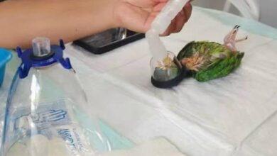 Photo of Lo alimentaron con atole hirviendo y logró sobrevivir
