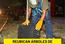 Photo of Reubicarán árboles de Circuito Colonias; serán parte del primer bosque urbano de Mérida